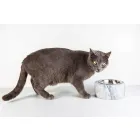 Ciotola Cani e Gatti in Marmo Bianco di Carrara Made in Italy - Ciotta Viadurini